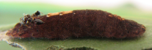 Larvae